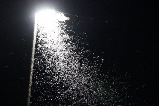 ファイル 73-1.jpg