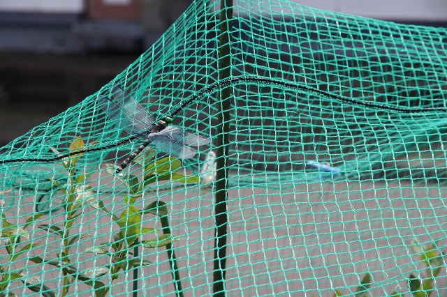 ファイル 73-5.jpg