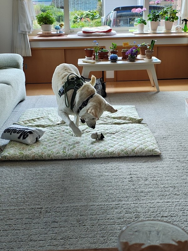 ファイル 74-8.jpg