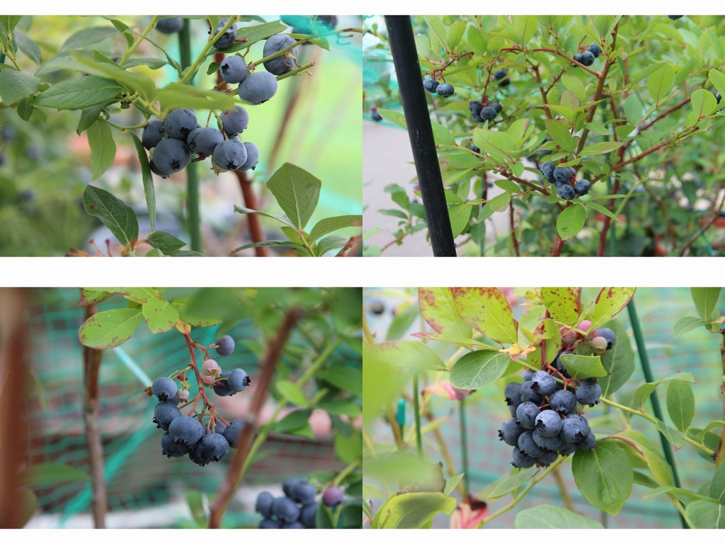 ファイル 77-3.jpg