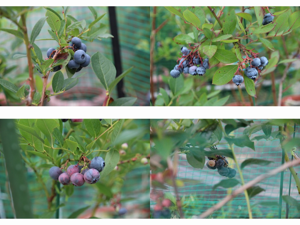 ファイル 77-4.jpg