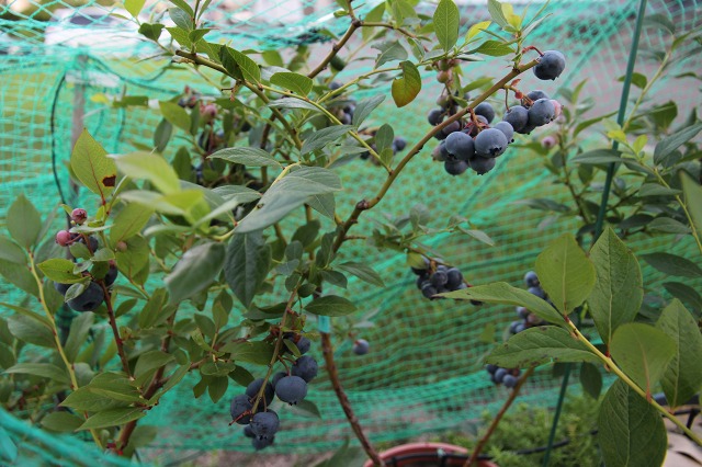 ファイル 77-5.jpg