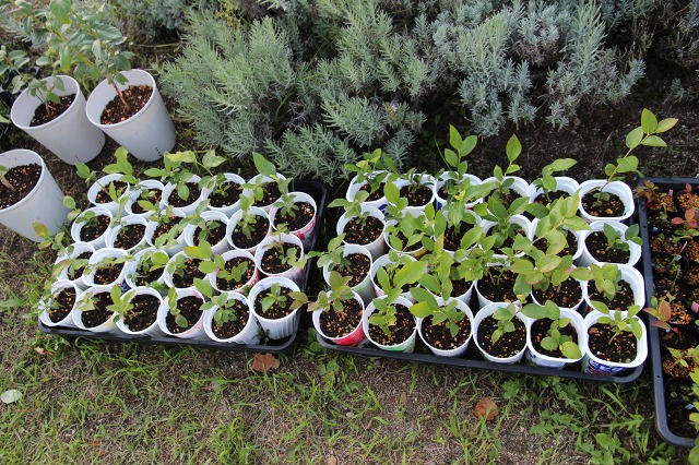 ファイル 85-1.jpg