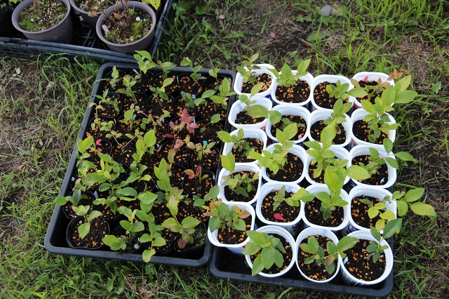 ファイル 85-2.jpg