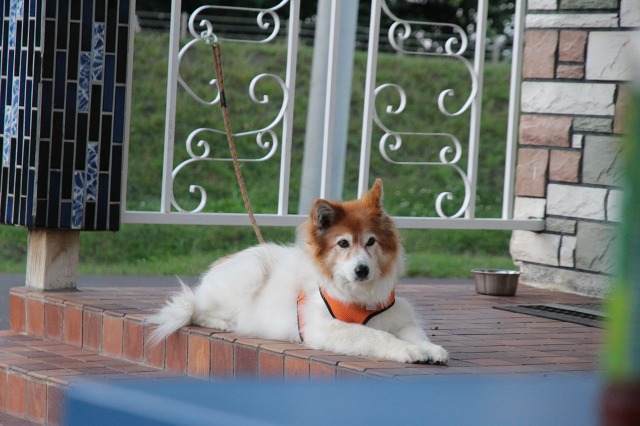 ファイル 85-7.jpg