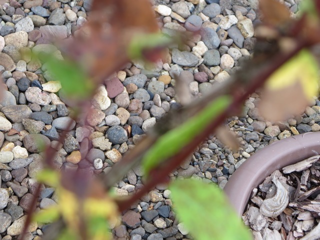 ファイル 85-9.jpg