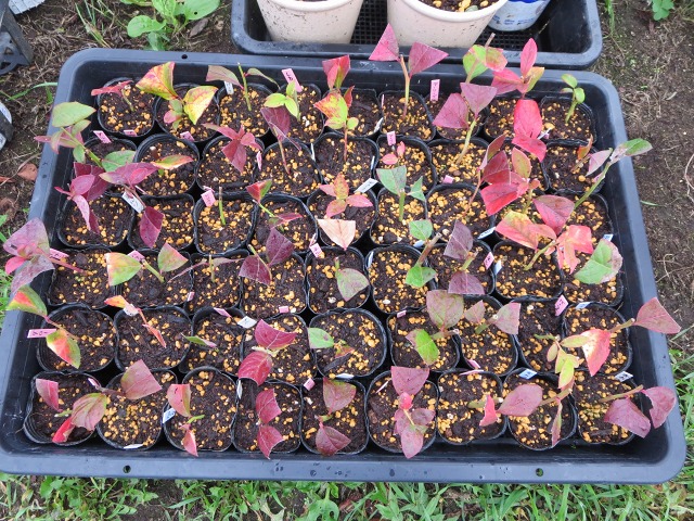 ファイル 89-9.jpg