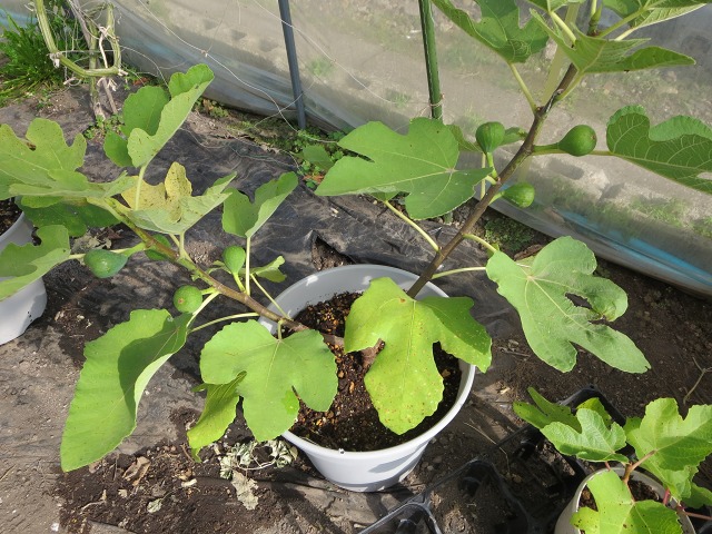 ファイル 93-3.jpg