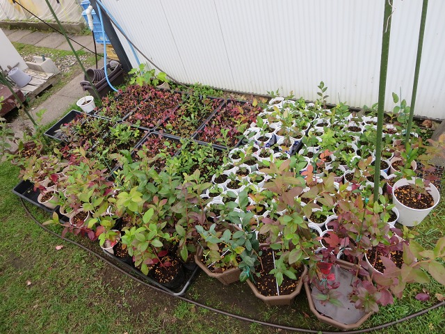 ファイル 94-2.jpg