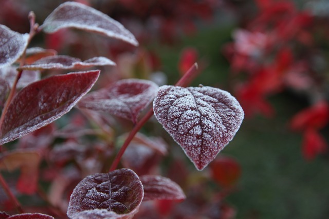 ファイル 98-1.jpg