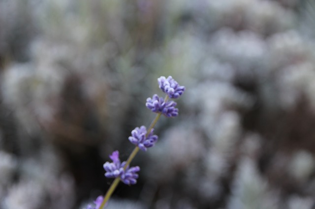 ファイル 98-3.jpg