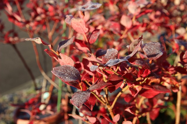 ファイル 98-5.jpg