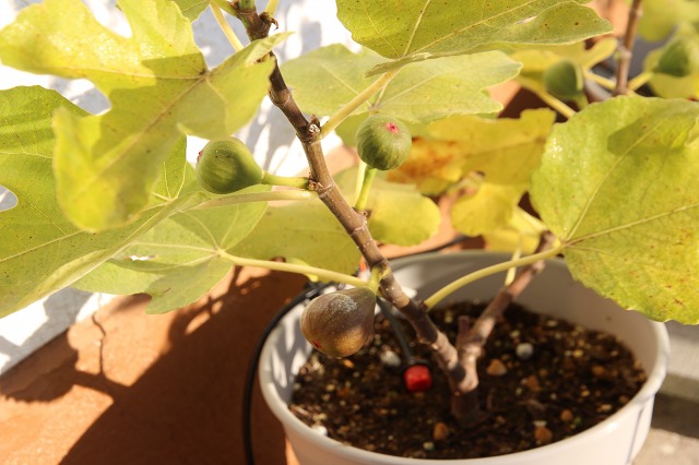 ファイル 98-7.jpg