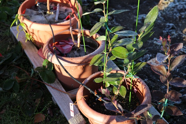 ファイル 98-9.jpg