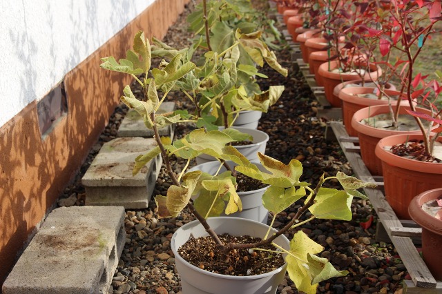 ファイル 99-2.jpg