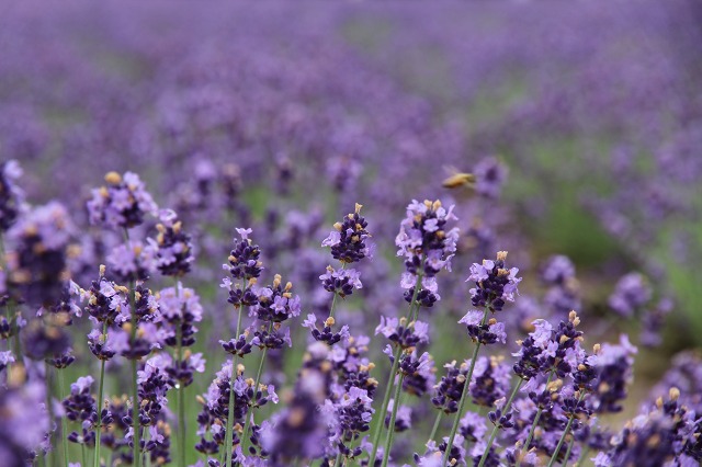 ファイル 102-5.jpg