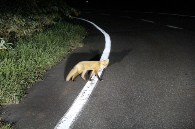 ファイル 111-9.jpg