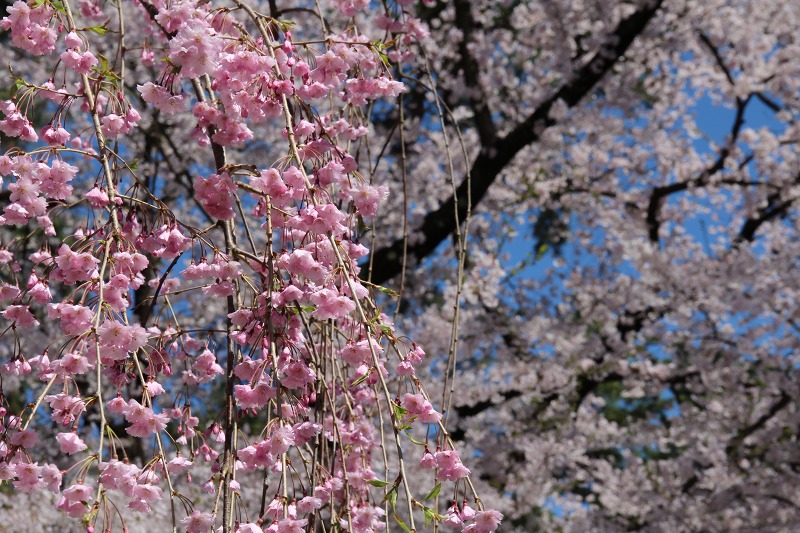 ファイル 119-2.jpg