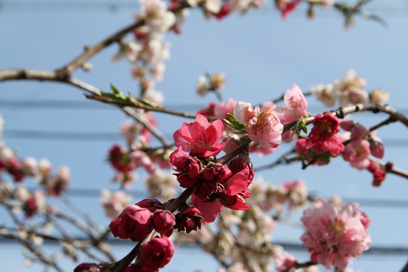 ファイル 131-7.jpg