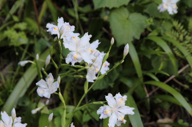 ファイル 134-8.jpg