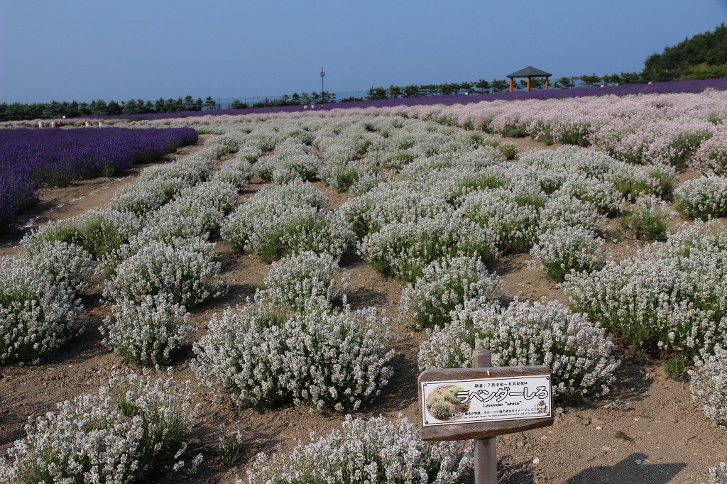 ファイル 141-2.jpg