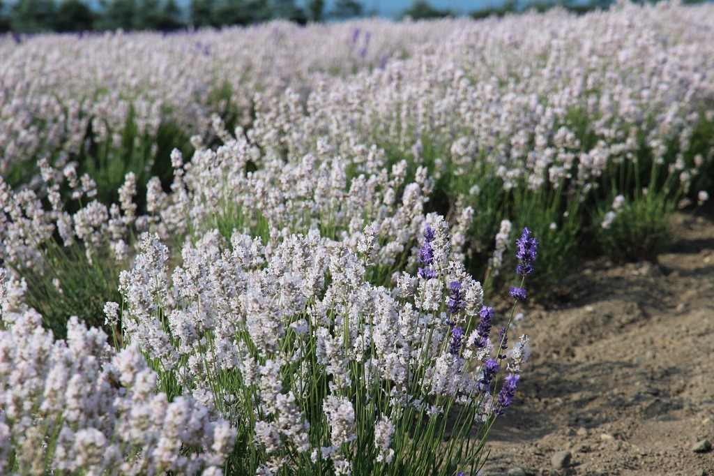 ファイル 141-3.jpg