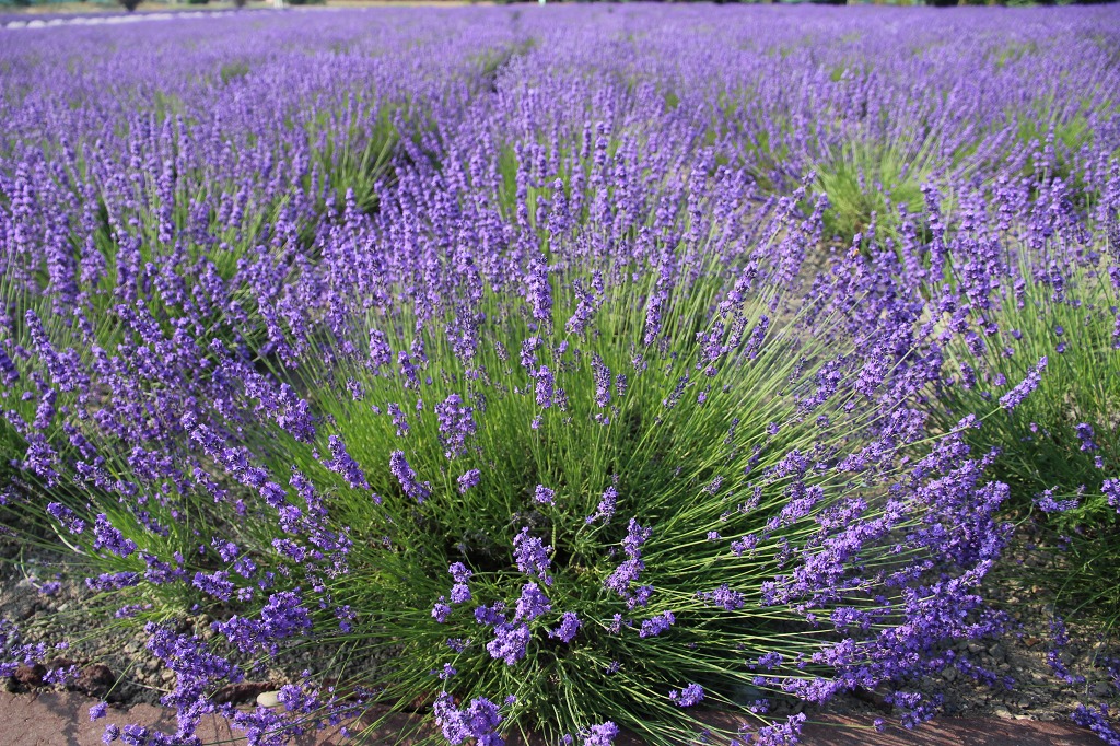 ファイル 141-7.jpg