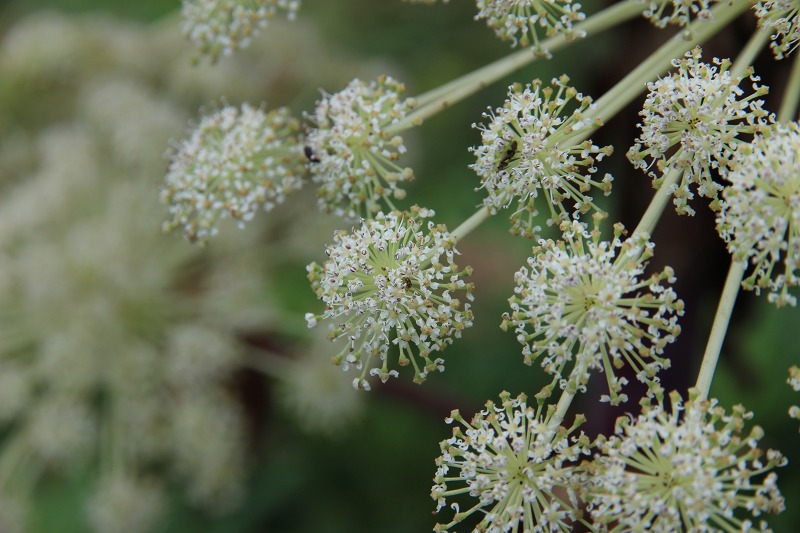 ファイル 145-8.jpg