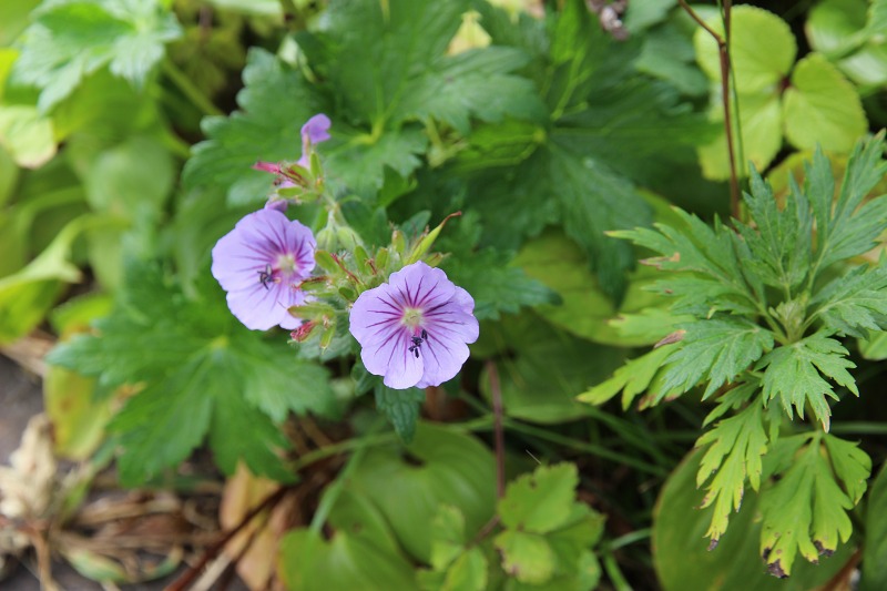 ファイル 147-7.jpg