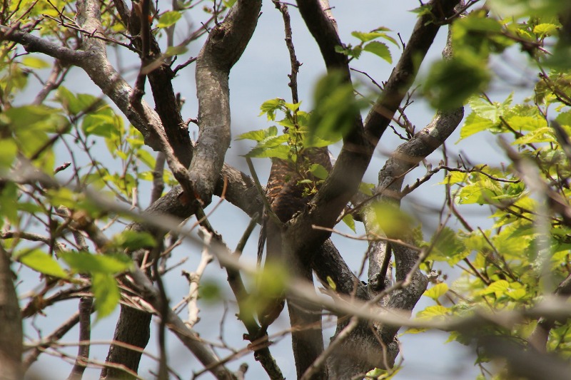 ファイル 163-3.jpg