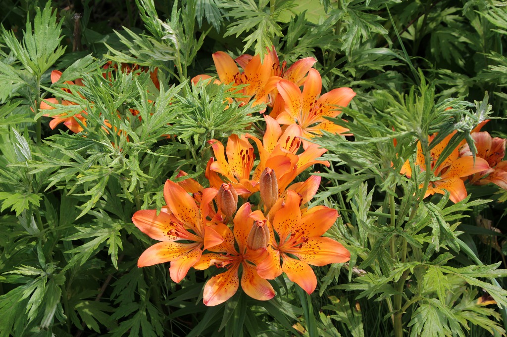 ファイル 166-1.jpg