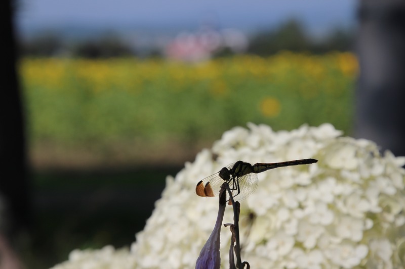 ファイル 171-4.jpg