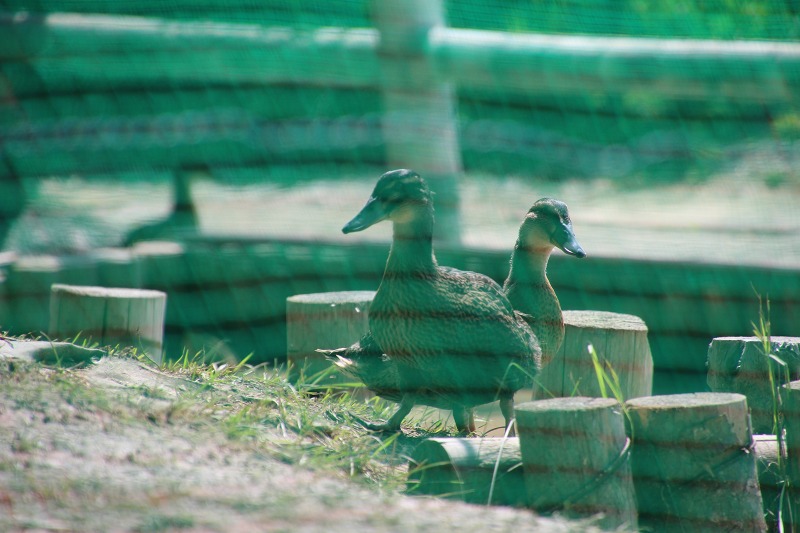 ファイル 171-5.jpg