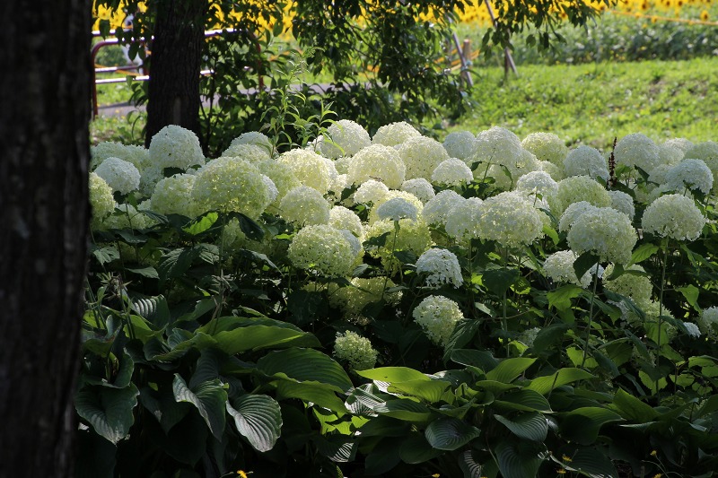 ファイル 171-8.jpg