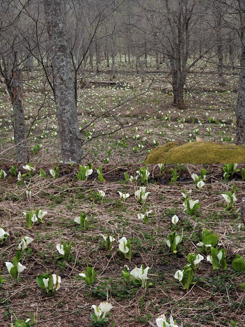 ファイル 181-7.jpg