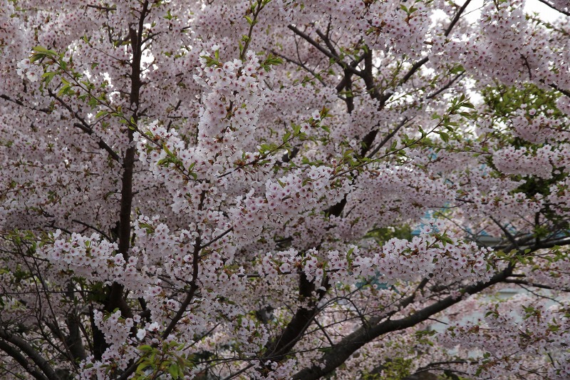 ファイル 188-2.jpg