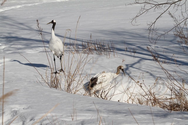 ファイル 26-1.jpg