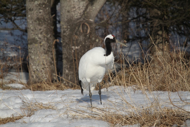 ファイル 26-6.jpg