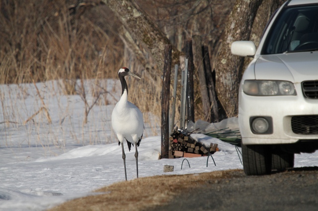 ファイル 26-8.jpg