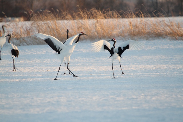 ファイル 29-4.jpg