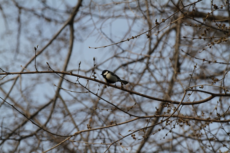 ファイル 65-1.jpg