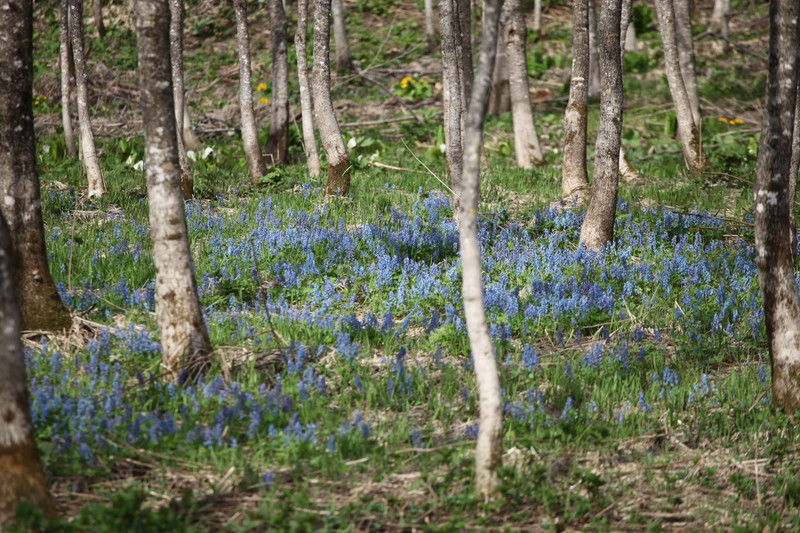 ファイル 70-2.jpg