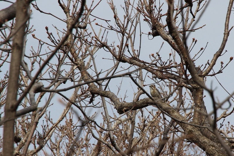 ファイル 80-6.jpg