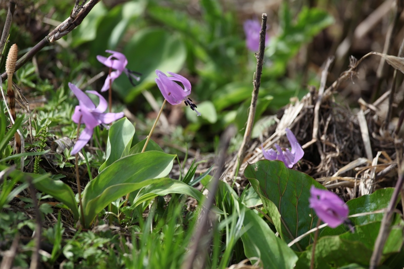 ファイル 81-5.jpg