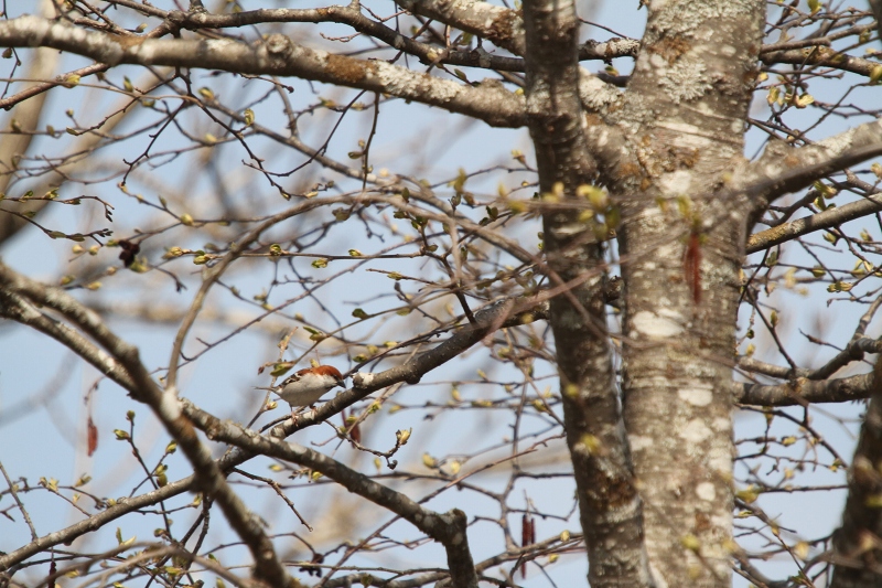 ファイル 81-8.jpg