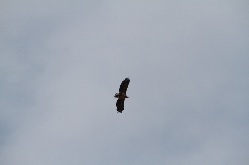 ファイル 81-9.jpg