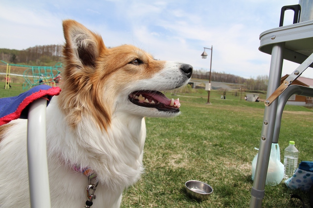 ファイル 82-8.jpg