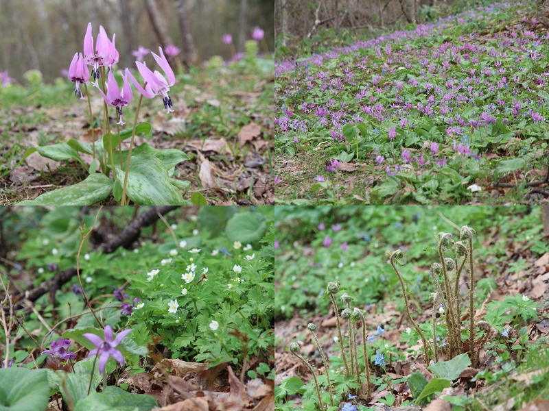 ファイル 83-4.jpg