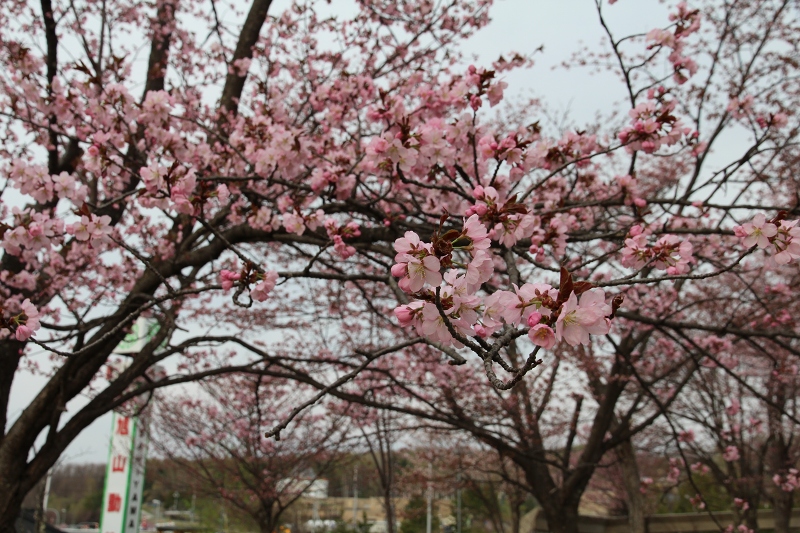 ファイル 83-5.jpg