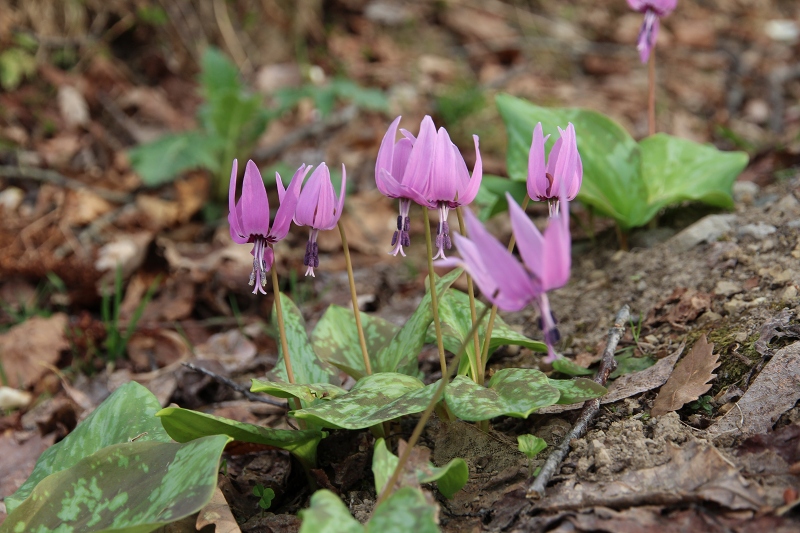 ファイル 83-7.jpg